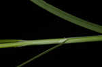 Oklahoma sedge